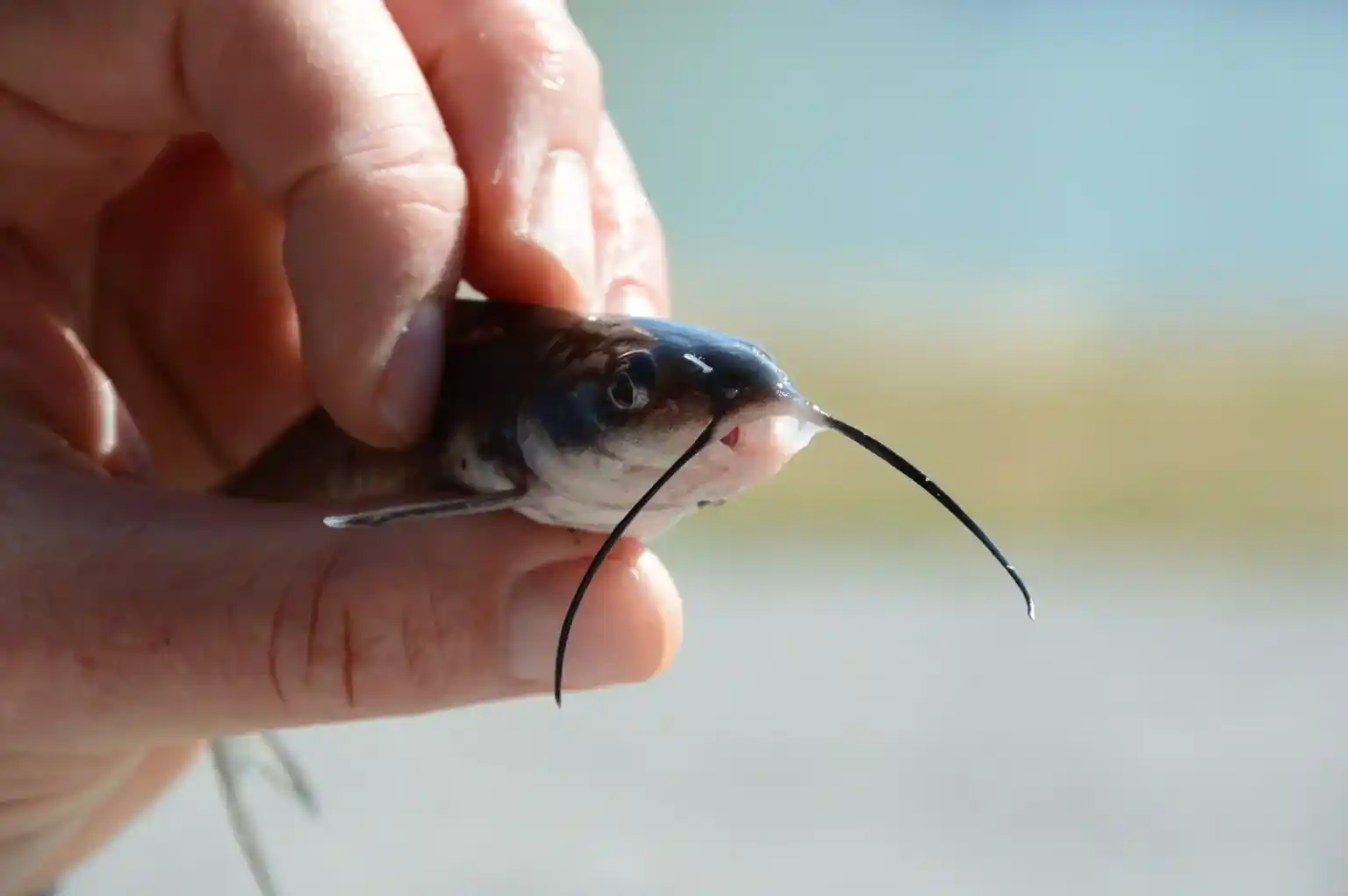The Importance of Quality Fingerlings in Successful Catfish Farming