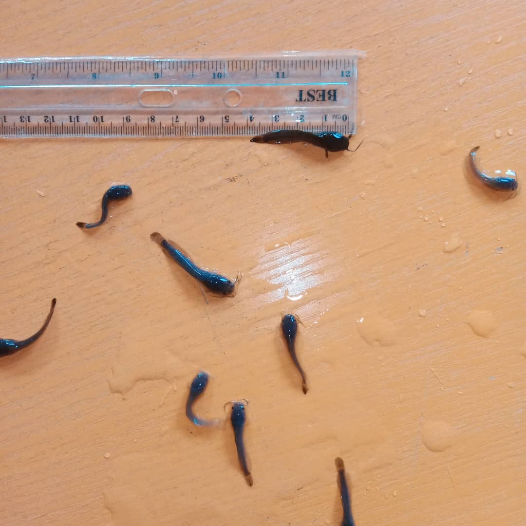 Claria - Fingerlings