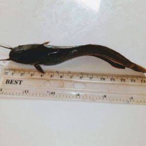 Clarias – Jumbo Size