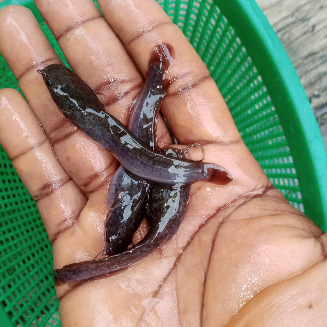 Clarias – Super Jumbo Size