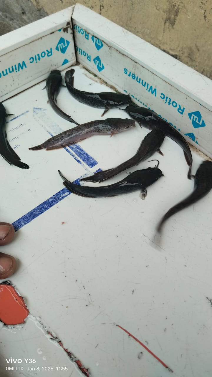 Clarias – Juveniles