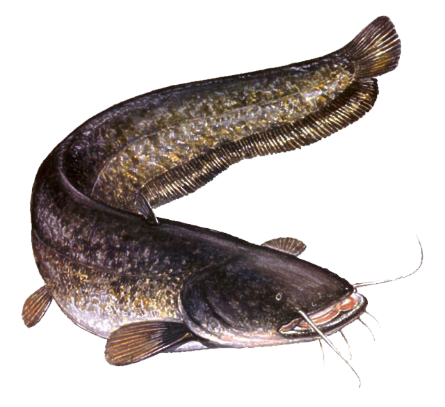 Catfish Broodstock